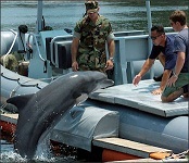 Dolphin-navy.jpg