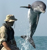 Dolphin-uuv.jpg