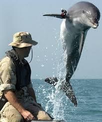Dolphins Sea Lions.jpg