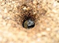 ants-hole.jpg